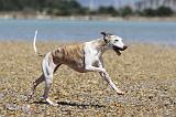 WHIPPET 014